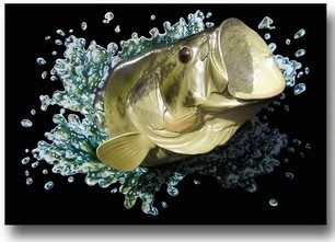 Ugly fish through your window