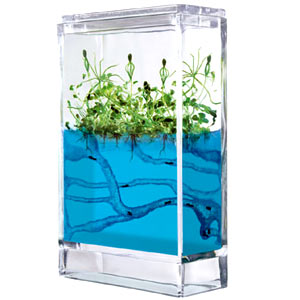 Forest Antquarium