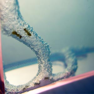 Forest Antquarium
