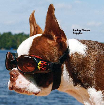 lg-17966-37234p_006-dog.jpg
