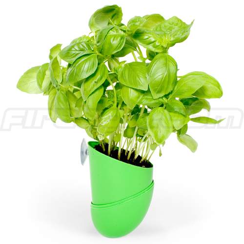 BeanPod