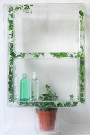 ivy plant