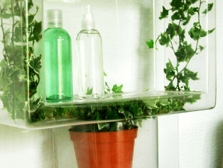 ivy plant