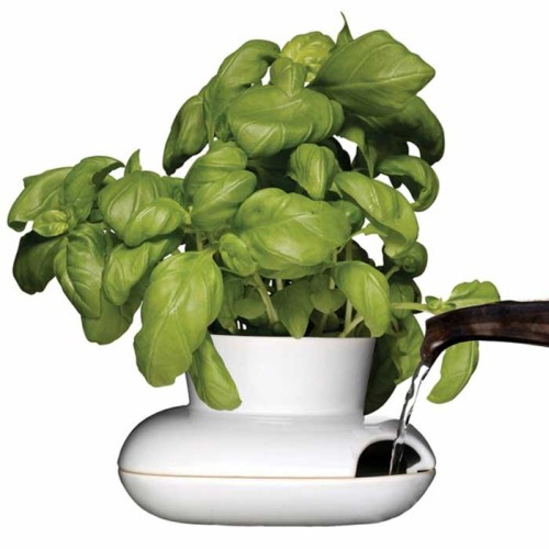Fresh Herb Pot