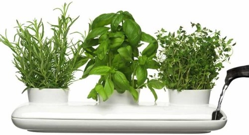 Fresh Herb Pot