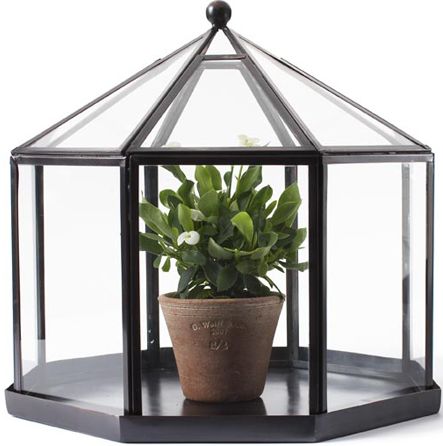 Tabletop Terrarium