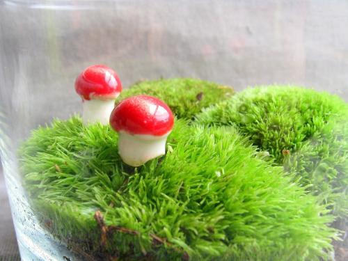 Large Moss Terrarium