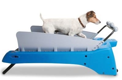 The Canine Treadmill