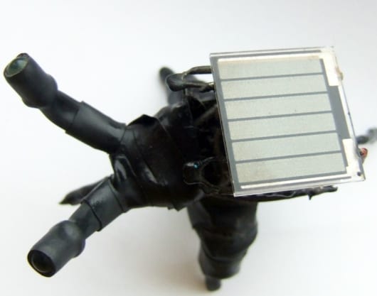 Nigel the solar powered goth bugbut
