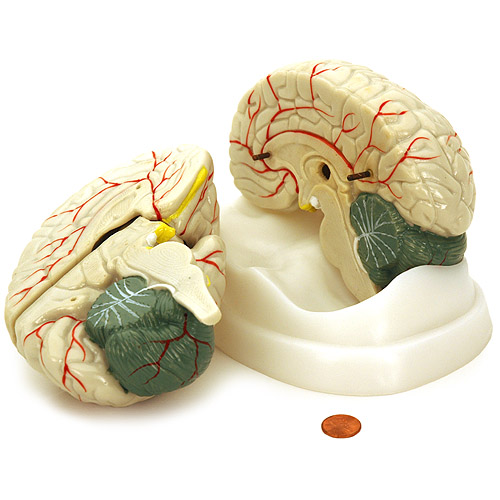 Human Brain Model