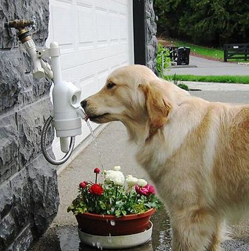 WaterDog Automatic Pet Fountain