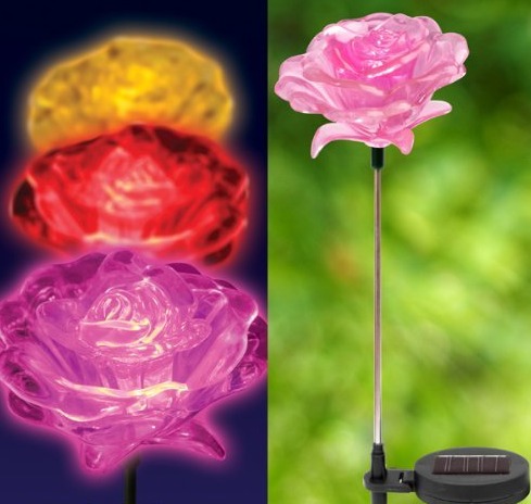 Solar Rose Flowers