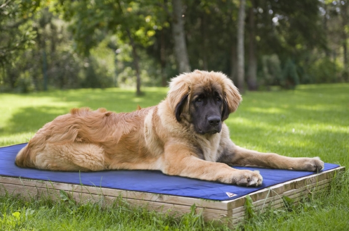 Evaporative Dog Cooling Mats Evaporative Dog Cooling Mats